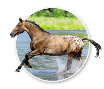 Appaloosa, Idaho's state horse