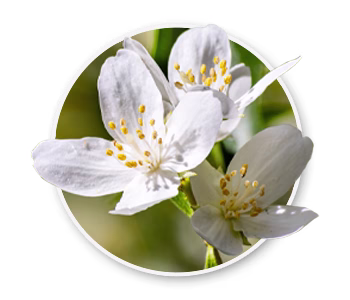 Syringa, Idaho's state flower